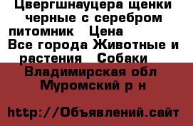 Цвергшнауцера щенки черные с серебром питомник › Цена ­ 30 000 - Все города Животные и растения » Собаки   . Владимирская обл.,Муромский р-н